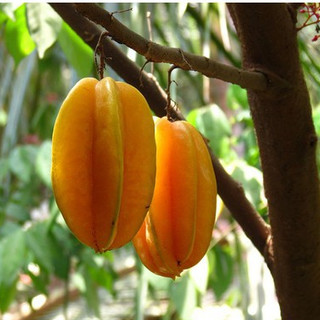 Hạt giống cây khế ngọt -  gói 5 hạt