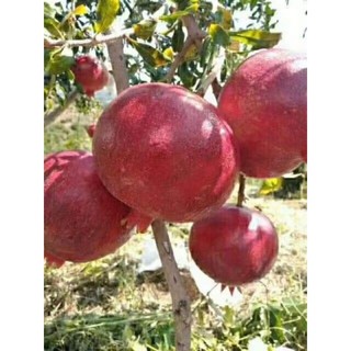 Cây giống lựu đỏ Pêru Ấn Độ hạt mềm