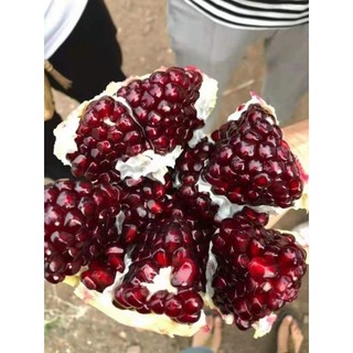 Cây giống lựu đỏ Pêru Ấn Độ hạt mềm