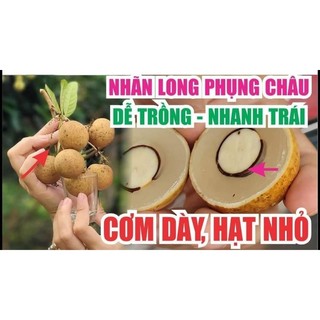 Cây giống nhãn long phụng châu