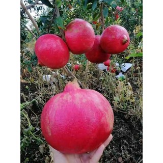 Cây giống lựu đỏ Pêru Ấn Độ hạt mềm