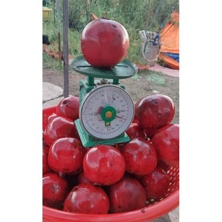 Cây giống lựu đỏ Pêru Ấn Độ hạt mềm