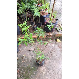 Cây giống lựu đỏ Pêru Ấn Độ hạt mềm
