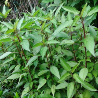 Hạt Giống Rau Đay Đỏ (gói 10g)