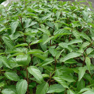 Hạt Giống Rau Đay Đỏ (gói 10g)