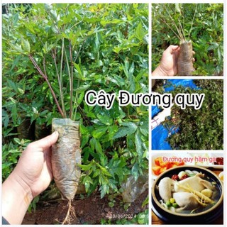 Sâm đương quy cây giống dễ trồng bổ máu