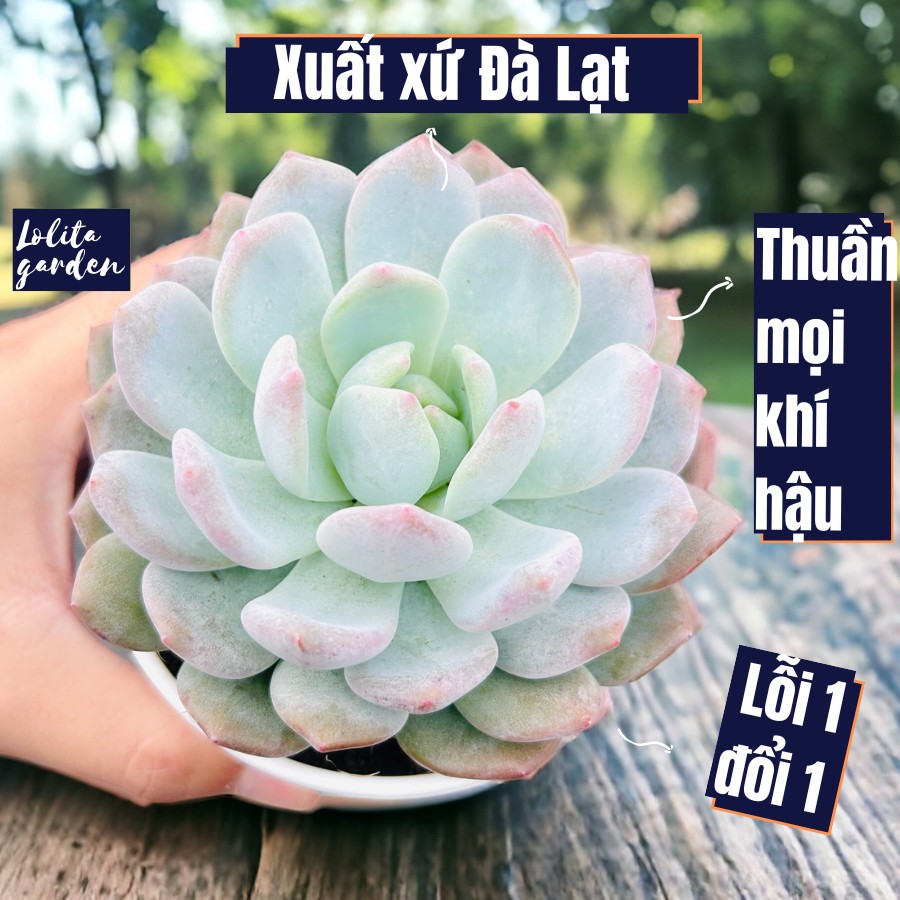 Sen đá monroe Đà Lạt size trung bình cây cảnh trang trí nhà cửa Lolita garden