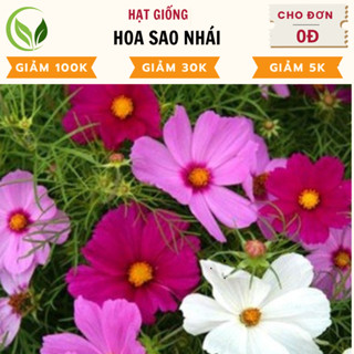 Hạt Giống  Hoa Sao Nhái - Hoa Cánh Bườm - Chất Lượng Cao, Dễ Trồng, Nở Rực Rỡ