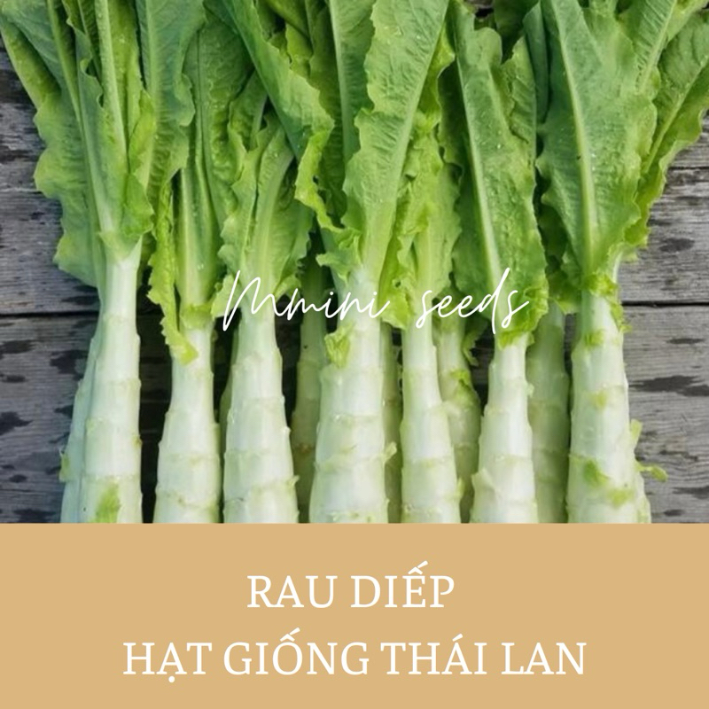 hạt giống rau diếp lá dài