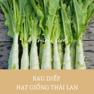 1gr hạt giống rau diếp lá dài