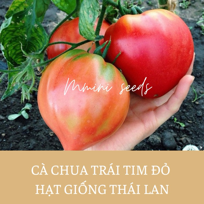 30 Hạt giống cà chua trái tim đỏ