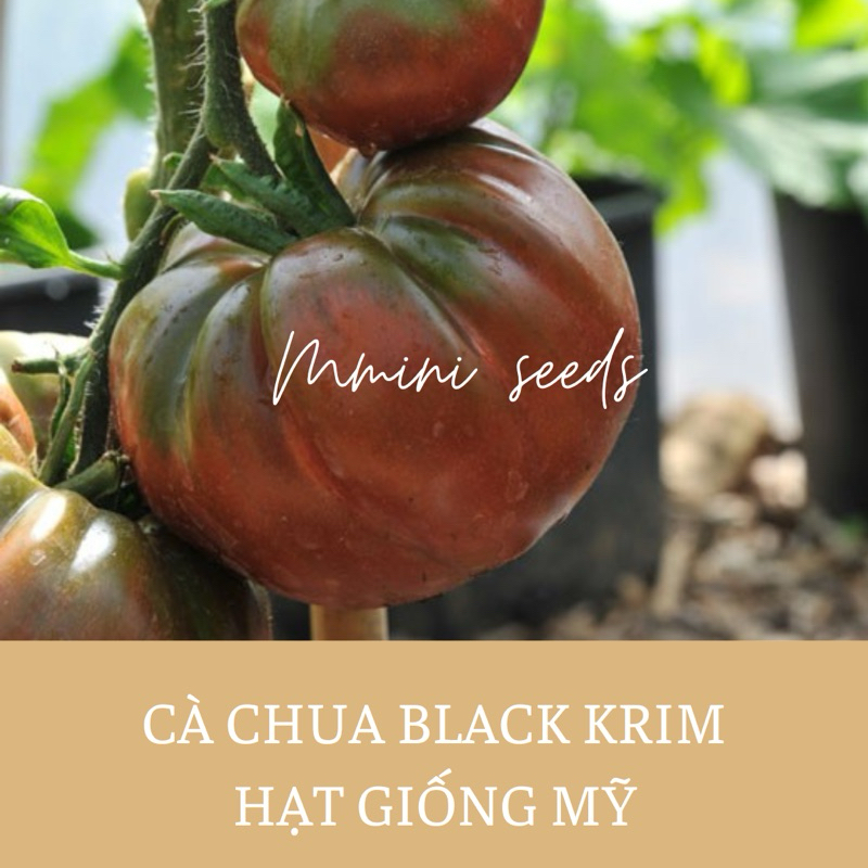 Hạt giống cà chua black krim