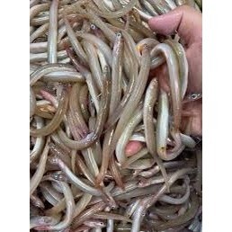 [HỎA TỐC] Cá Sụn Sịn tươi ngon - Khay 500g
