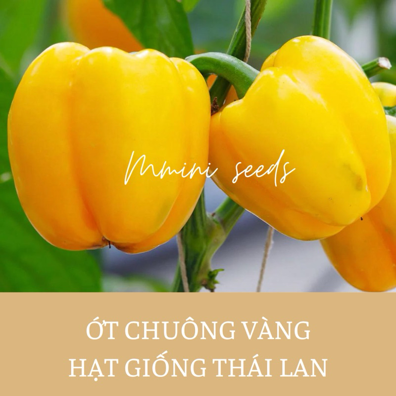 Hạt giống ớt chuông vàng