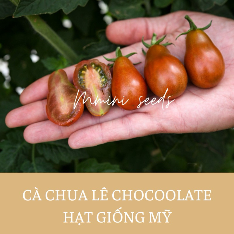 Hạt giống cà chua lê chocolat