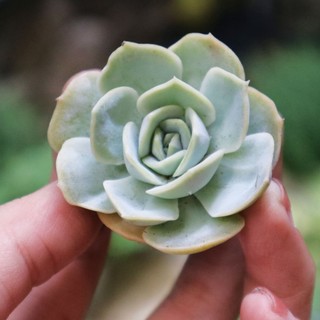 Sen đá lola tím siêu đẹp, dễ chăm sóc cho các bạn mới trồng sen đá