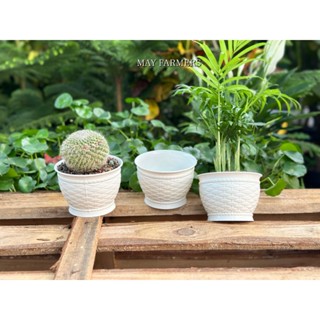 [ MAY ] Chậu Nhựa Trồng Xương Rồng , Sen Đá Mini - Cây Để Bàn - Bonsai Mini....