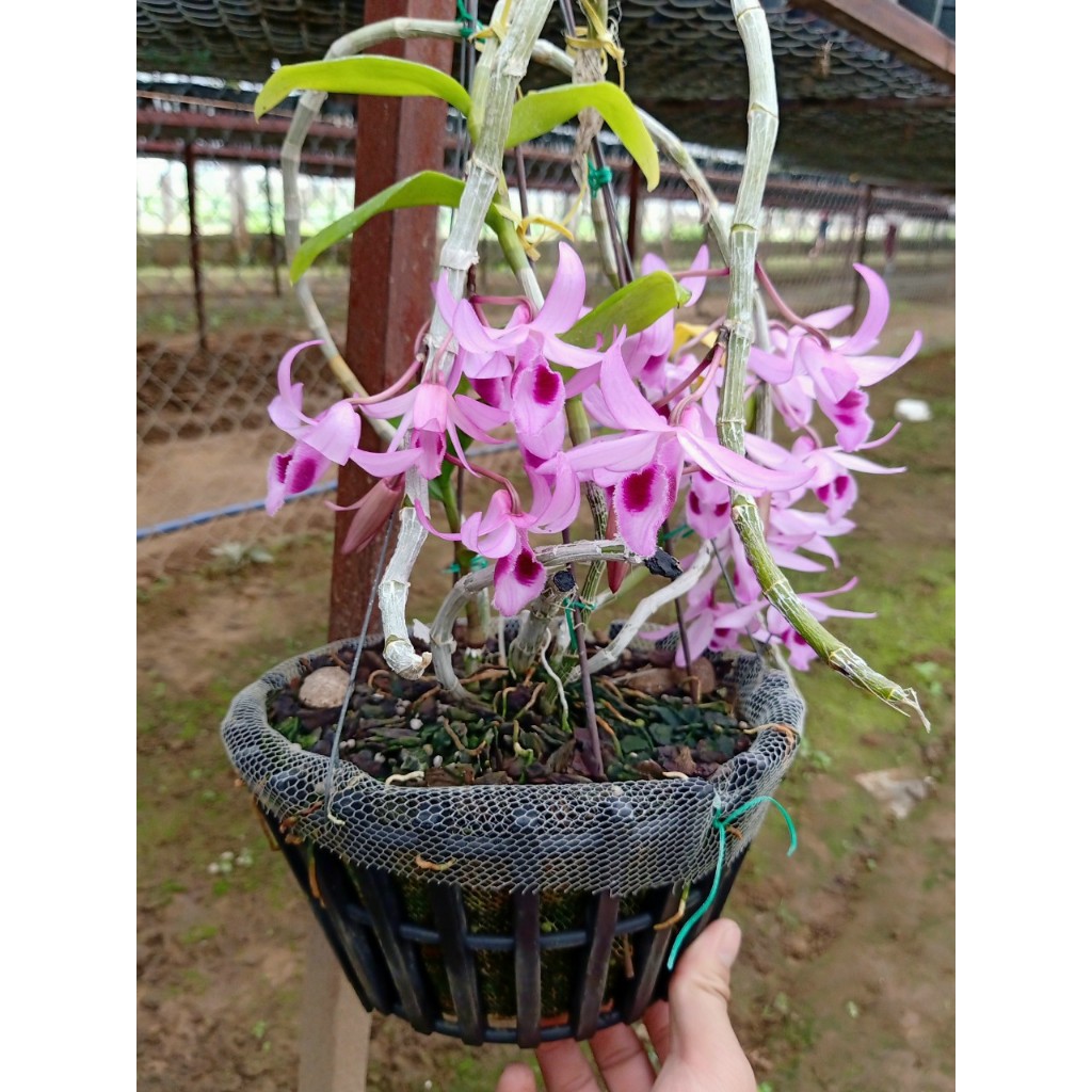 PHI ĐIỆP SEN HỒNG