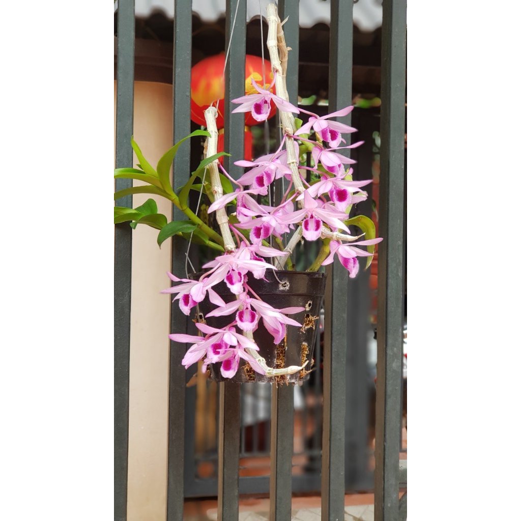 Phi điệp SEN HỒNG TIẾN PHÚC