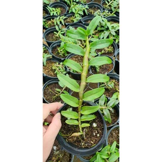 Phi điệp SEN HỒNG TIẾN PHÚC