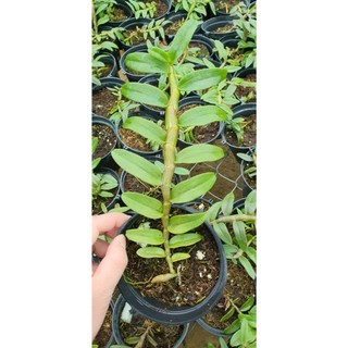 Phi điệp SEN HỒNG TIẾN PHÚC