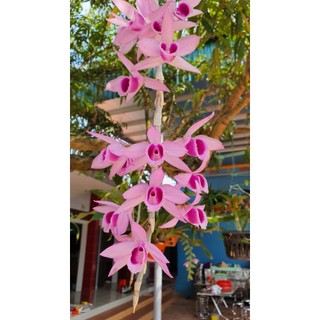 Phi điệp SEN HỒNG TIẾN PHÚC