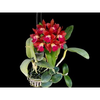 Hoa lan Catt tú cầu đỏ cây trưởng thành chậu p12