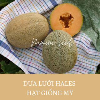 Hạt giống dưa lưới chịu nhiệt Hales