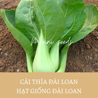 2 gr Hạt giống cải thìa Đài Loan
