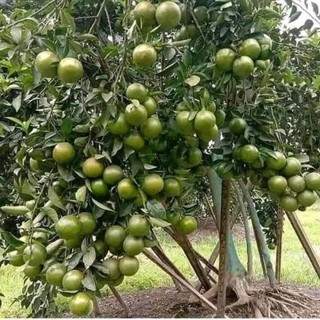 Cây giống quýt đường siêu ngọt