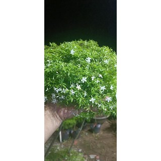 Mai chiếu thủy đột biến