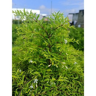 Mai chiếu thủy đột biến