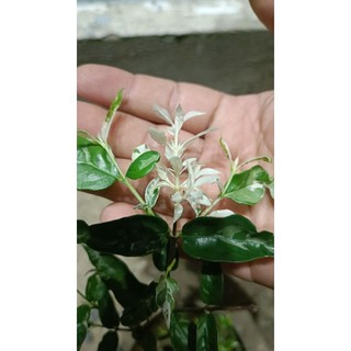 mai chiếu thủy giống