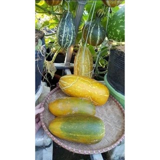 Hạt giống dưa Thái thơm (dưa bở quả dài)