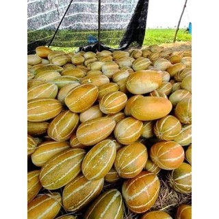 Hạt giống dưa Thái thơm (dưa bở quả dài)