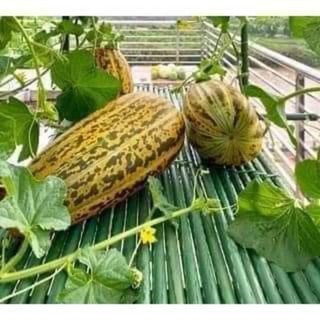 Hạt giống dưa Thái thơm (dưa bở quả dài)