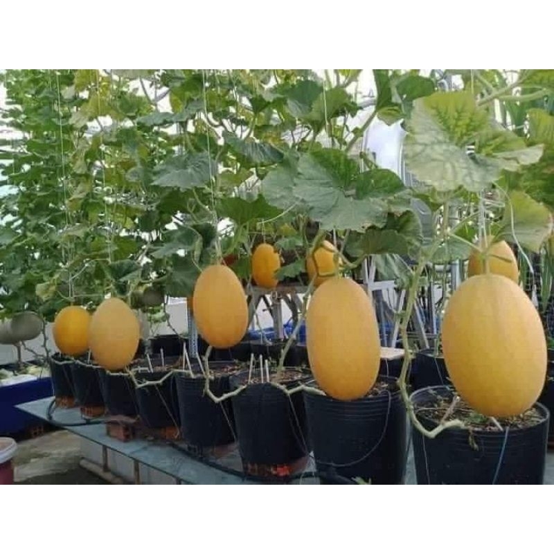 Hạt giống dưa lưới hami ( vỏ xanh ,vỏ vàng)