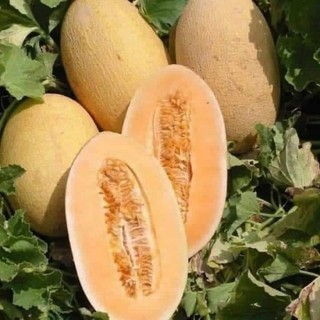 Hạt giống dưa lưới hami ( vỏ xanh ,vỏ vàng)