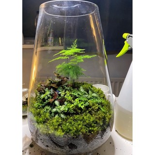 Kim Thuỷ tùng mini cây siêu nhỏ,chơi terrarium.