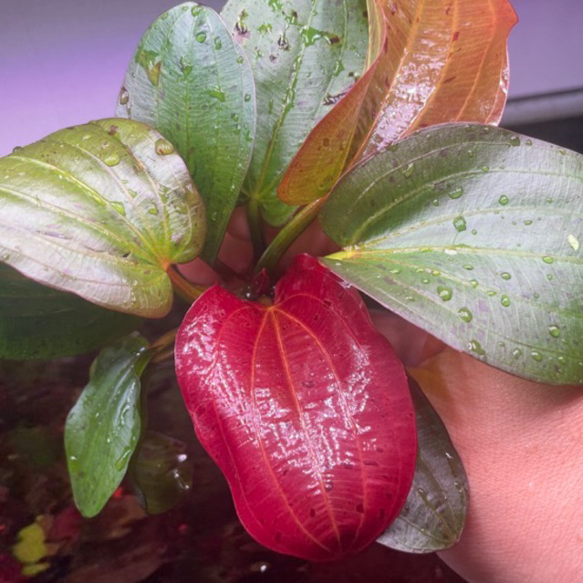 Trầu thuỷ sinh Felix - Echinodorus Felix trầu không cần co2, trầu đỏ cực đẹp trang trí bể cá cầu vồn