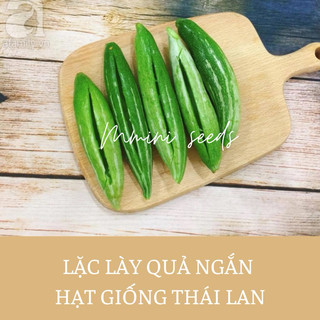 Hạt giống lặc lày Thái Lan quả ngắn, non