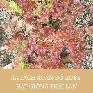 Hạt giống xà lách xoăn đỏ ruby
