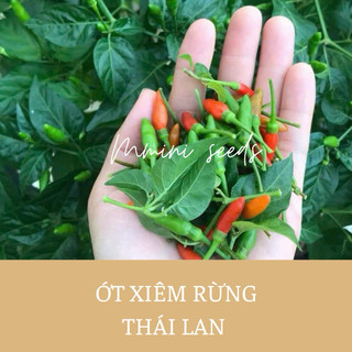 Hạt giống ớt xiêm Thái lan siêu cay