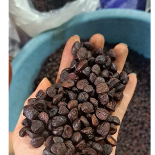 1kg hạt Dổi rừng đặc sản Tây Bắc