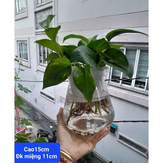 (VHST giao TP.HCM trong ngày) CHẬU TRẦU BÀ thủy sinh.