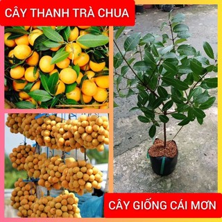Cây thanh trà chua ngọt chiết cành