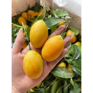 CÂY GIỐNG THANH TRÀ NGỌT THÁI ( CÂY GHÉP CHUẨN GIỐNG )