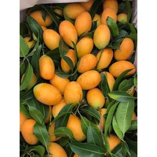 CÂY GIỐNG THANH TRÀ NGỌT THÁI ( CÂY GHÉP CHUẨN GIỐNG )