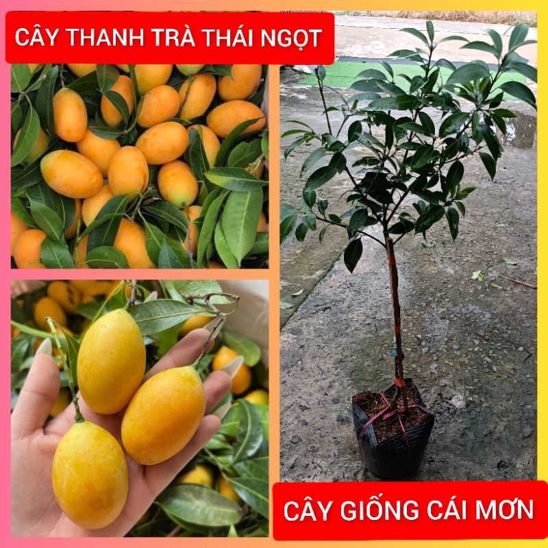 CÂY GIỐNG THANH TRÀ NGỌT THÁI ( CÂY GHÉP CHUẨN GIỐNG )