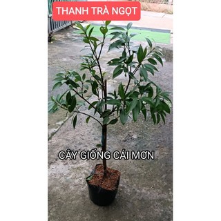 CÂY GIỐNG THANH TRÀ NGỌT THÁI ( CÂY GHÉP CHUẨN GIỐNG )